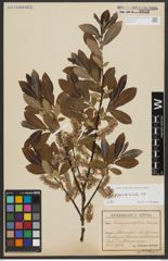Foto von Salix appendiculata Vill.